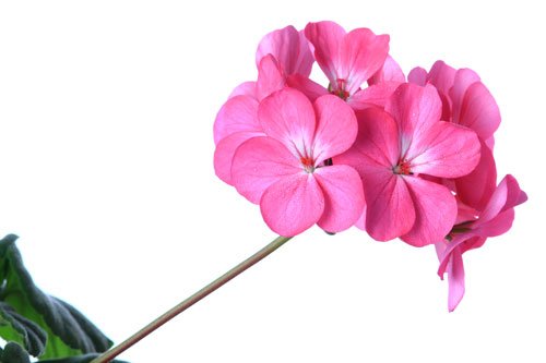 Här är växterna du ska odla i ditt växthus i sommar! - Vi i Villa