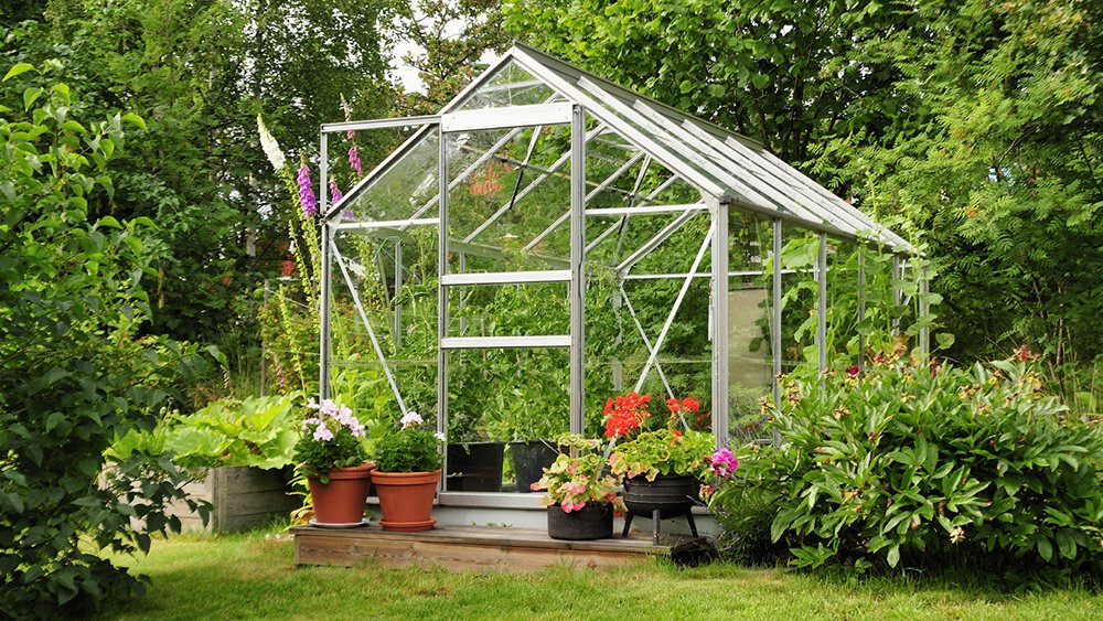 Ett växthus är en perfekt plats för att odla sådant som behöver extra värme för att ge skörd på våra breddgrader. Vi i Villas trädgårdsexpert, Susanna Rosén, delar med sig av sina bästa tips. Här är växterna som kommer att göra succé i ditt glashus!