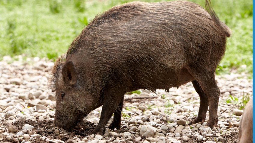 Har din trädgård blivit förstörd av vildsvin? Vi frågar biologen Per Bengtson om sina bästa tips för att bli av med vildsvin i trädgården.