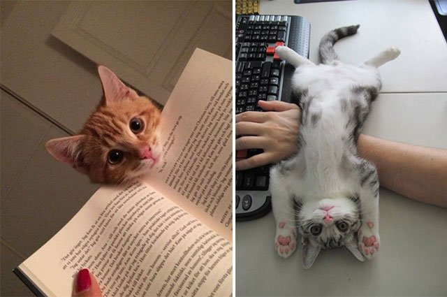 Att ha en katt i huset betyder att du aldrig mer behöver vara ensam. Inte ens när du vill vara det.