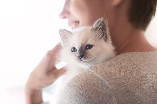 Det är inte gratis att ha en hund eller katt. Här hittar du en översikt av vad ett husdjur kostar.