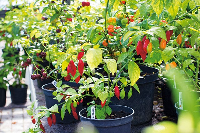 Hennes intresse för chili började med en försmak för inlagda jalapenos. Idag odlar hon 300 sorter i sitt växthus. Möt Kerstin Rosengren som nu släpper boken Chili  – 222 sorter att odla och äta. Dessutom delar hon med sig av två favoritrecept från boken.