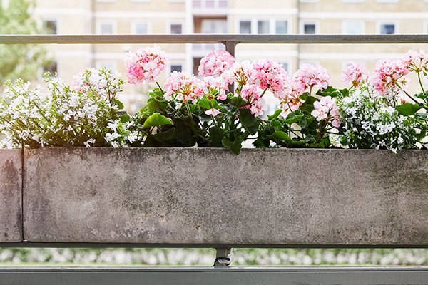 Picotee Pink – årets pelargon 2018 - Vi i Villa