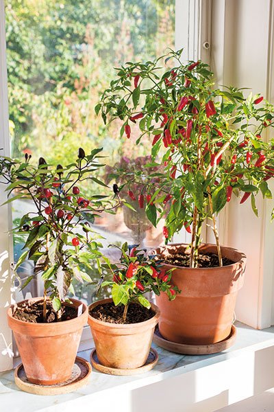 Recept: Picklad chili - Vi i Villa