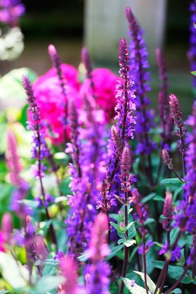 Odla runt poolen – expertens tips - Vi i Villa