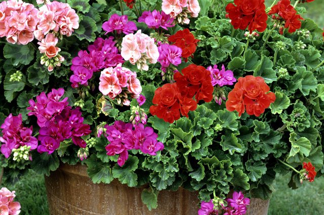 Mina pelargoner blir ofta så torra och trista. Hur ska jag få bästa blomningen utomhus, undrar en av våra läsare. Här är expertens svar!