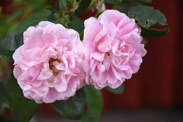 Vill du också ha ljuvliga gammaldags rosor? Här är 10 tips! - Vi i Villa