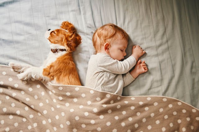 Det är kul att ha en hund i familjen, men vilken man ska välja? Här är 10 barnvänliga hundar!