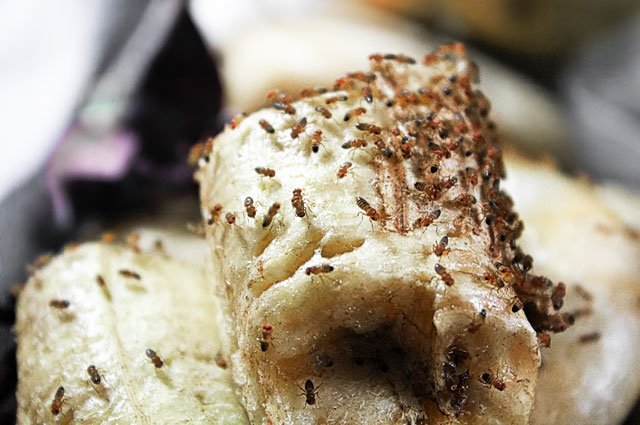 Ättika, diskmedel och plastfolie  – här är knepen för att bli av med bananflugorna!