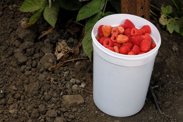 Så lyckas du med hallonbuskar - Vi i Villa