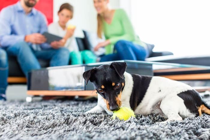 Kanske tror du att en Golden Retriever är hunden för dig och familjen, medan det i själva verket är en bichon som är det perfekta valet. Vi gör dig lite klokare kring vilken hund som passar bäst för dig.
