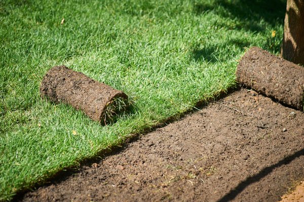 Finaste gräsmattan – bästa tipsen - Vi i Villa