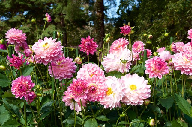 Varför möglar mina dahlior, undrar en av våra läsare. Här är expertens svar!