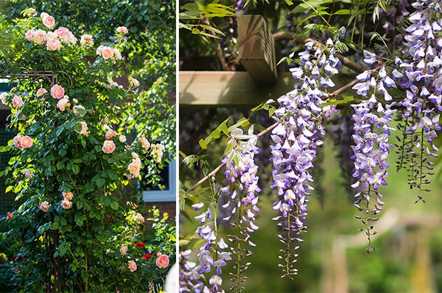 Drömmer du om ett frodigt skuggande tak över uteplatsen eller en båge med bedårande blommor över trädgårdsgången? Vi i Villa väljer ut sina fem klättrande favoritväxter till pergolan.