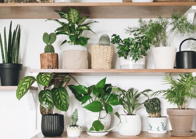 När färgen på löven utanför fönstret ändrar färg och faller av är det extra härligt med lite grönt inomhus. Gröna växter är inte bara en vacker inredningsdetalj utan gör även inomhusklimatet bättre. Här är 5 lättskötta fina gröna växter för allt från dunkelt till soligt läge.