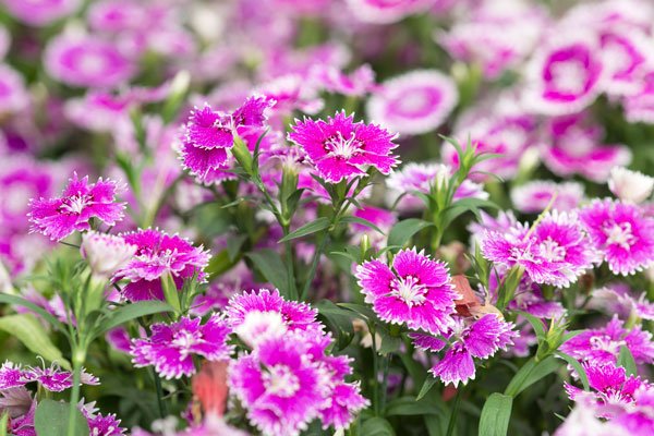 Gammaldags trädgård med mormorsblommor - Vi i Villa