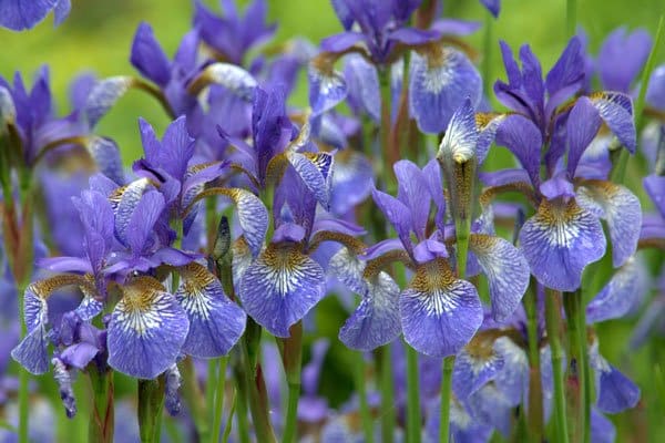 Gammaldags trädgård med mormorsblommor - Vi i Villa