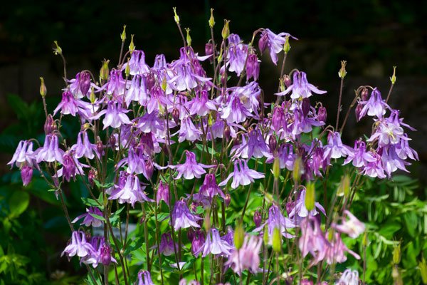 Gammaldags trädgård med mormorsblommor - Vi i Villa