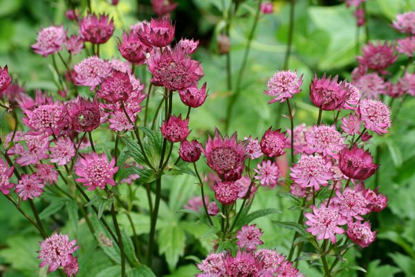 Gammaldags trädgård med mormorsblommor - Vi i Villa