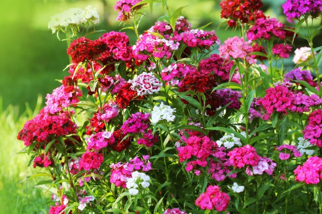 Rabatter med gammaldags växter är fina i äldre trädgårdar men också i nya med så kallad Cottage Garden-stil. Många av dem hör också till våra bästa växter för att servera nektar till pollinerande insekter.