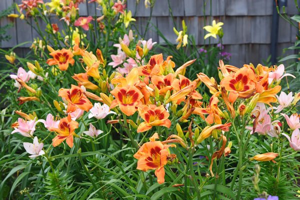 Gammaldags trädgård med mormorsblommor - Vi i Villa