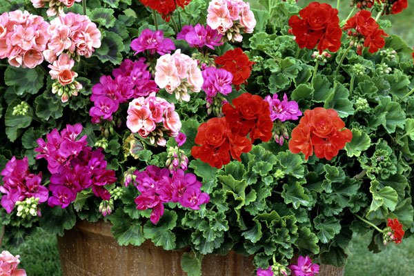 Så tar du sticklingar av pelargoner - Vi i Villa