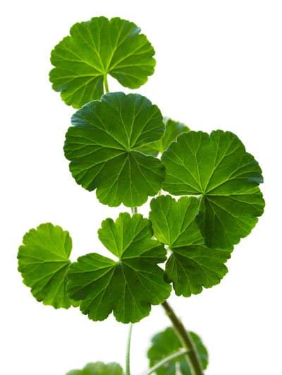 Så tar du sticklingar av pelargoner - Vi i Villa