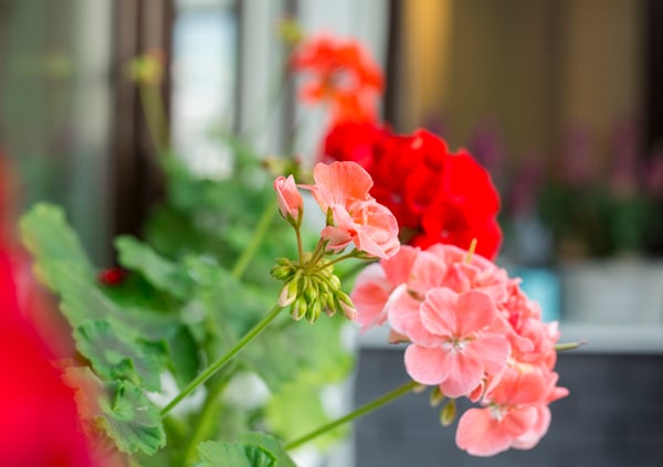 Få växter är så lätta att ta sticklingar av som just pelargoner. Det är också därför som många av våra gamla sorter ännu finns kvar eftersom vi har delat med oss av våra favoritsorter till släktingar och blomstervänner.