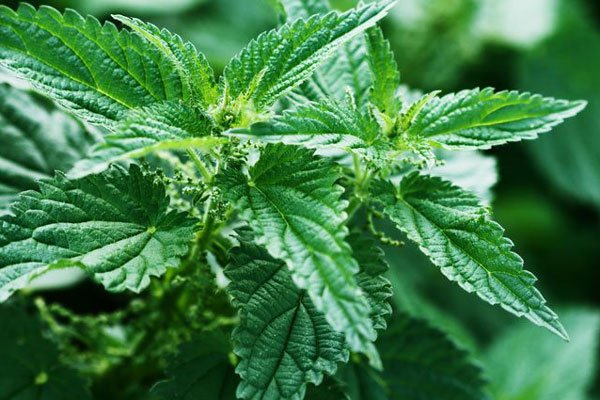 18 tips för en miljövänlig trädgård - Vi i Villa