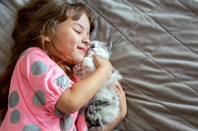 Kattförsäkring, stamtavla och id-märkning. Det här ska du tänka på innan du hämtar din nya familjemedlem.
