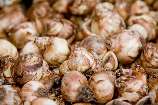 Så planterar du tulpanlökar - Vi i Villa