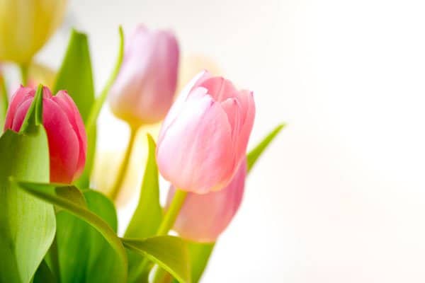 Så planterar du tulpanlökar - Vi i Villa