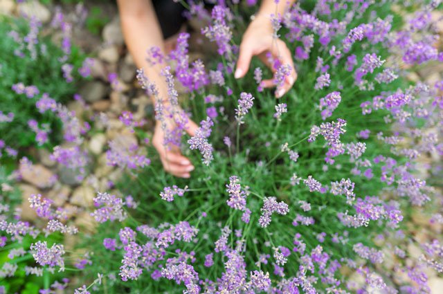Lavendel är inte bara vacker att titta på, den drar till sig fjärilar och bin i trädgården och så kan du använda det när du bakar. Här är våra bästa skötseltips för lavendel.