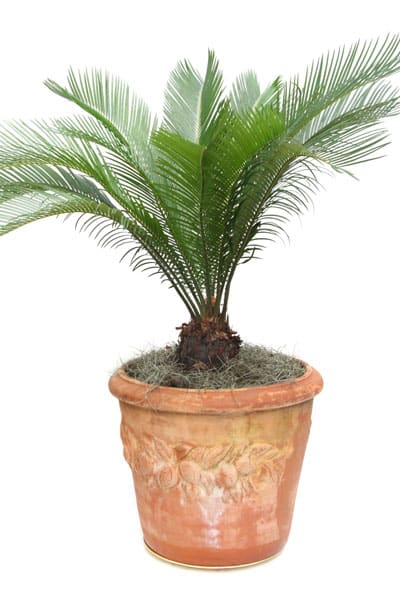 10 lättskötta växter - Vi i Villa