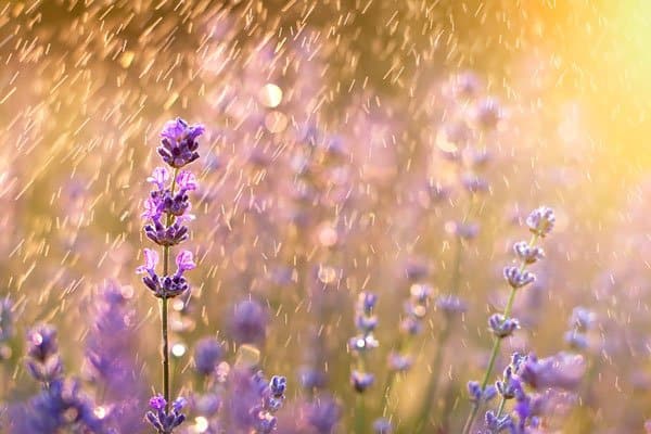 Vattna dina odlingar med regnvatten – så sparar du det! - Vi i Villa