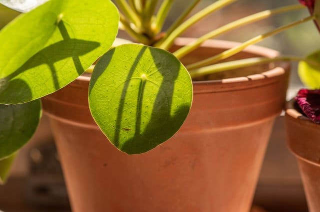 Förutom sitt vackra utseende är krukväxten väldigt enkel att föröka. Vi listar 9 saker att tänka på för att lyckas med elefantöra!