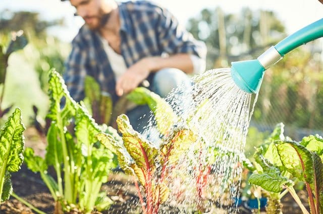 Tänk klimatsmart och se regnvatten från himlen som en värdefull och gratis naturresurs, istället för att slösa med kranvatten. Samla regnvatten i tunnor och använd det i odlingarna!