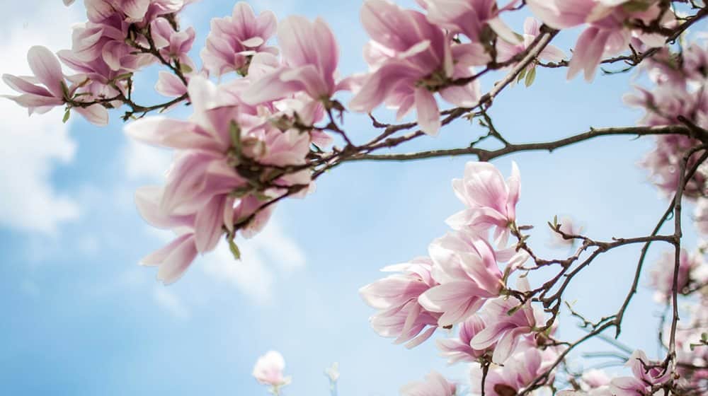 Ett säkert vårtecken är när magnolians magnifika blommor slår ut. Vi tipsar om de vanligaste arterna och hur du gör för att lyckas med dem.