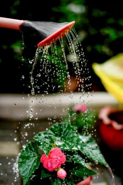 Vattna smart vid torka – det här ska du tänka på - Vi i Villa