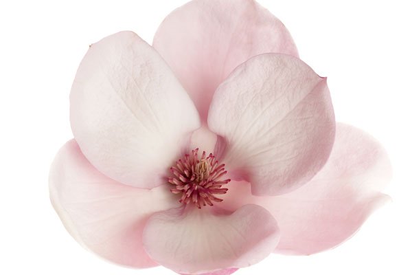 Lyckas med magnolia – vårens lysande stjärna - Vi i Villa