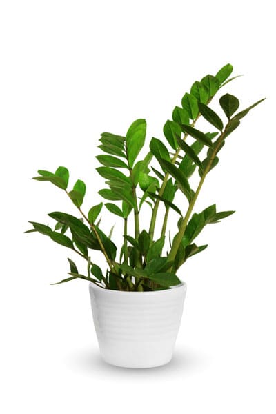 10 lättskötta växter - Vi i Villa