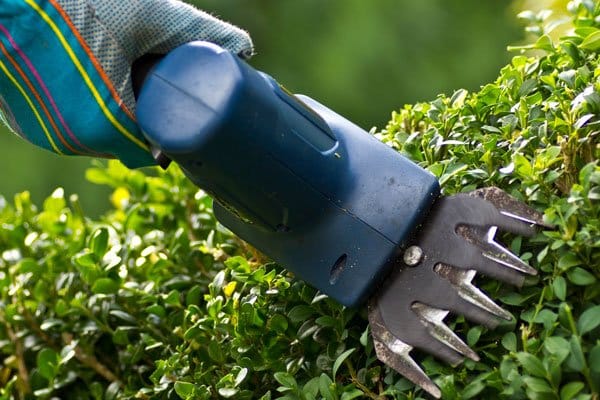 Formklipp – lär dig beskära buxbom och andra buskar - Vi i Villa