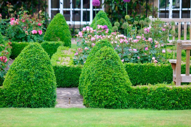 Med formklippta växter kan du skapa struktur och spännande element som gör trädgården intressant året om. Vi tipsar om hur du ska beskära buxbom och vilka andra buskar som passar bäst att klippa i snygga former.