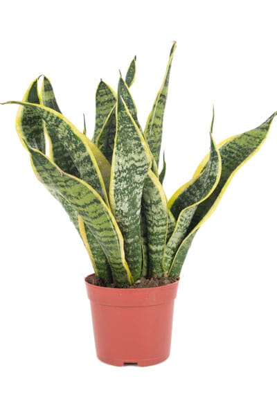 10 lättskötta växter - Vi i Villa