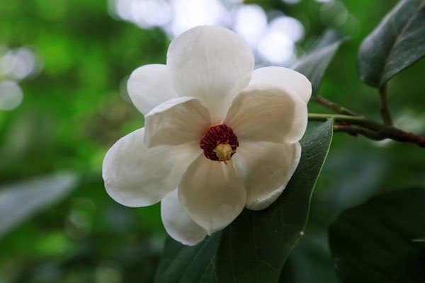 Lyckas med magnolia – vårens lysande stjärna - Vi i Villa