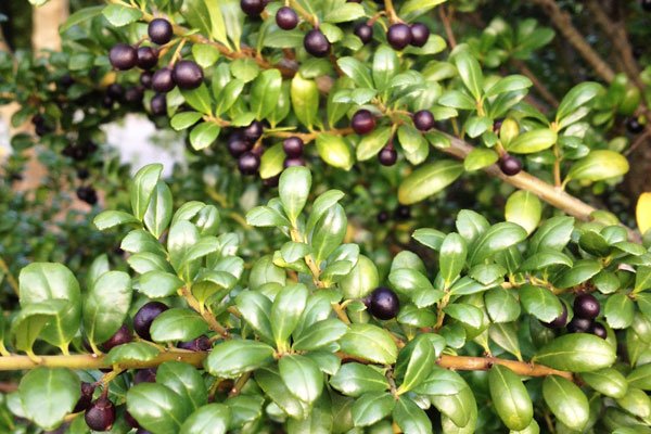 Formklipp – lär dig beskära buxbom och andra buskar - Vi i Villa