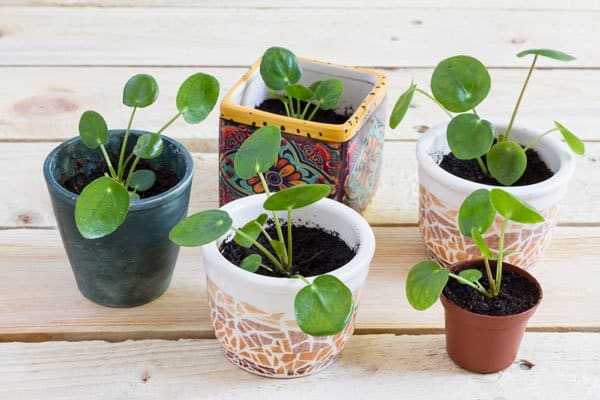 Elefantöra – 9 enkla saker att tänka på - Vi i Villa