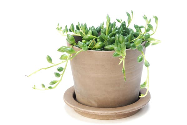 10 lättskötta växter - Vi i Villa