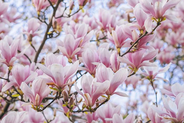 Lyckas med magnolia – vårens lysande stjärna - Vi i Villa