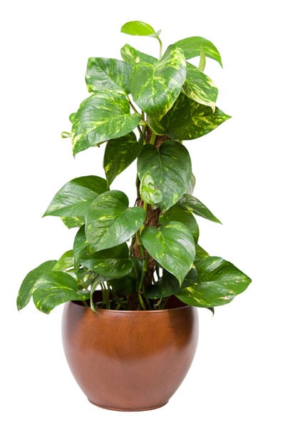 10 lättskötta växter - Vi i Villa